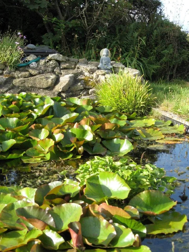 Day 5 boswedden house pond 2